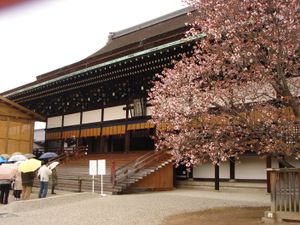 교토 자신전 사콘노 사쿠라. 어느 날, 희자는 낮부터 고다이고 천황과 격렬한 밀회를 나누고 싶어졌다. 그래서 금기를 깨고 사콘노 사쿠라의 가지를 부하에게 꺾게 하는 장난을 쳐서 일부러 고다이고 천황에게 자신을 붙잡히게 하고, 봄의 노래를 읊었다(『신천재화가집』봄의 하・116 및 117).