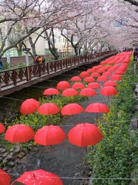 창원시 진해구의 군항제