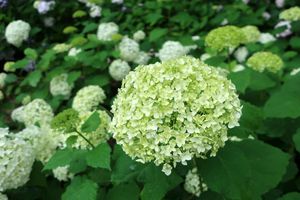 개화 초기 또는 특정 품종의 연한 녹색 수국 꽃
