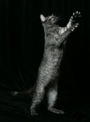 검은색 연기 마우