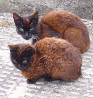 햇볕에 "녹스는"(털이 밝은 갈색으로 변하는) 두 마리의 검은 고양이