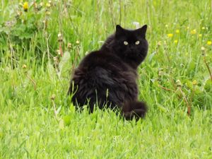 긴 털을 가진 검은 고양이