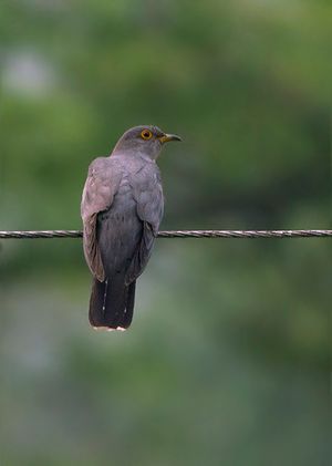 팡골라카 야생동물보호구역의 유라시아 뻐꾸기 (C. c. bakeri) 동시킴 인도