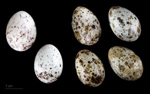 두 개의 뻐꾸기( Cuculus canorus canorus) 알(왼쪽)과 큰갈대울새(Acrocephalus arundinaceus) 알 비교