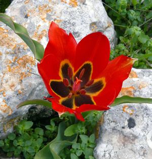 이스라엘의 산악 튤립 Tulipa agenensis