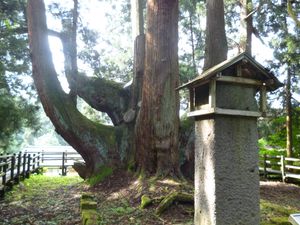 국가 천연기념물·쇼군스기(将軍杉)