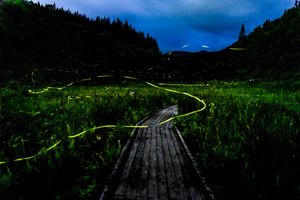 타키가시라 습원의 반딧불이