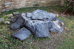 갈라지는 스티그마리아 뿌리와 연결된 석송류의 기저부