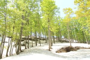 오시라카와의 너도밤나무 숲(2017년 5월)