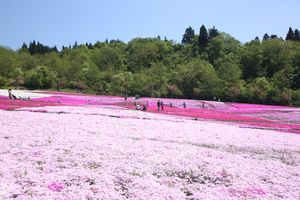오쿠타다미 레크리에이션 도시공원의 우오누마 시바자쿠라 축제