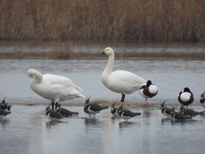 흰머리고니(Cygnus bewickii)와 검은목천금조 및 흰뺨검둥오리(Hickling Broad, Stalham, Norfolk, 영국)