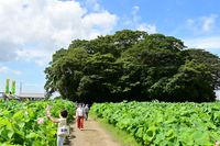 고키 성과 모리카와 연꽃밭