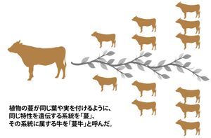 츠루와 츠루우시 이미지