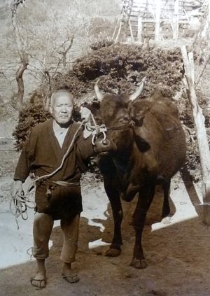 다지리 마츠조(田尻松蔵)와 타지마우시(但馬牛)인 후쿠에호(号). 타지리호(号)의 어미 소이다.