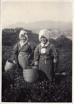 다이쇼(大正) 3년(1914년)의 차 따기