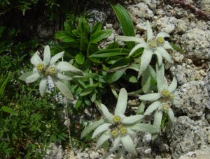 꼬마에델바이스(コマウスユキソウ) (기소꼬마가타케 고유종)