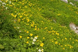 시나노금매화(シナノキンバイ)와 흰꽃할미꽃(ハクサンイチゲ) (센조지키 카르의 고산식물)