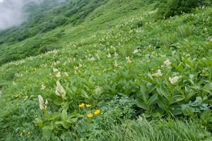 왜승마(コバイケイソウ)와 시나노금매화 (스리바치쿠보 카르의 꽃밭)