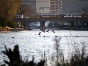 비와호 유일의 유출(자연) 하천인 세타가와(瀬田川).