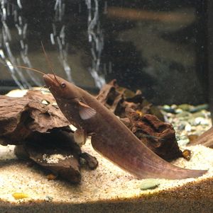 이와토코나마즈