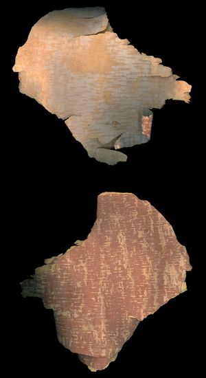 자작나무 껍질의 앞면과 뒷면