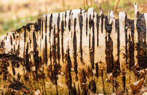 완전히 부패 중인 자작나무(Betula)의 쓰러진 나무