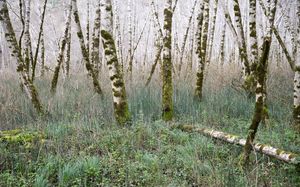 뉴포트 남쪽 텐마일 해협 주립 해양 보호구역의 자작나무