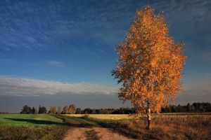 가을의 자작나무