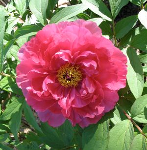 2007년 5월, 뉴욕시 퀸즈의 정원에서 핀 목단나무 꽃