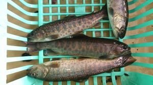 카와사바(곤들매기×산천어)