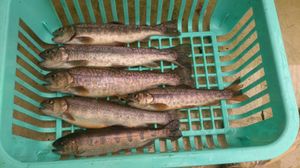 위 4마리 카와사바, 아래에서 2번째 곤들매기, 맨 아래 산천어