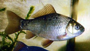Crucian carp}})