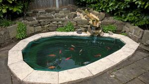 잉글랜드 버리의 냉수성 금붕어 연못