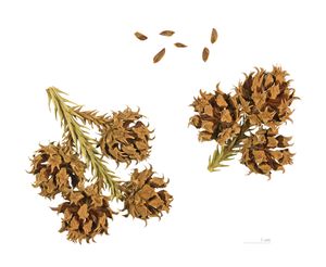 5c. 갈라진 구과와 종자