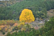 후쿠사다의 은행나무