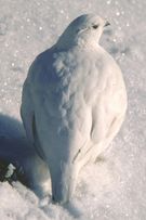 라이초(겨울털·암컷)(남알프스코가우치다케에서)