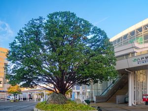 일본 하치노헤역 앞에 심어진 주목(Taxus cuspidata).
