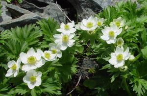 아네모네 나르키시플로라