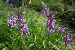 닥틸로리자 아리스타타