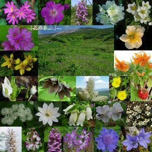 하쿠산의 고산식물