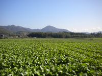 고마에 있는 잎채소 밭