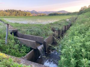 히라나이정 고미나토역 부근의 논