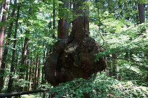 혹버들(コブ杉)은 산촌광장(山村広場) 안쪽에 있다.