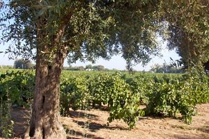 캘리포니아주 로디의 포도밭