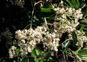 산호수(아왜나무)의 꽃