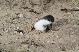 쓰나미 잔해에 갇힌 바다쇠오리(Bonin petrel)가 미드웨이 환초(Midway Atoll)에서 구조되기 전