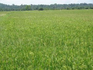 말레이시아 트렝가누 주의 논