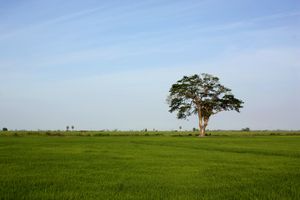 삼만투라이(암파라 지구) 스리랑카의 논