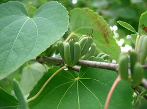 열매가 달린 낙엽송(Cercidiphyllum japonicum) 가지