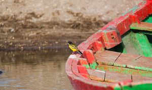 검은머리할미새, Motacilla flava feldegg